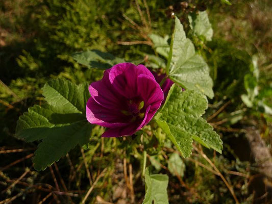 Malva spec. (20 Arten)