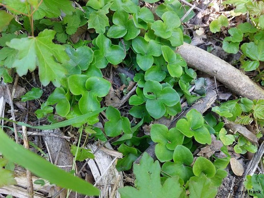 Hepatica nobilis / Leberblümchen  (01.05.2025; Geislingen an der Steige, Aufstieg zum Anwandfelsen im Eybtal))