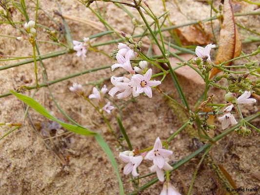 Asperula cynanchica / Hügel-Meier