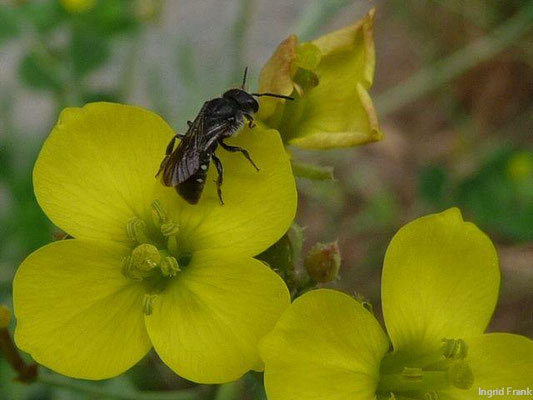 Schmalblättriger Doppelsame / Diplotaxis tenuifolia