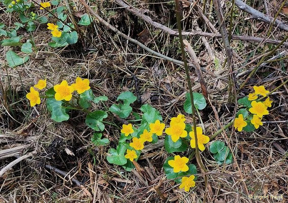 Caltha-palustris / Sumpf-Dotterblume