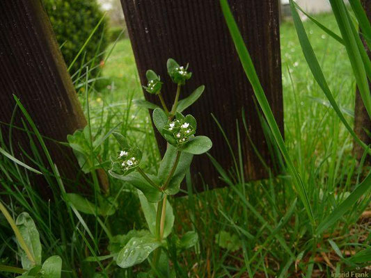 Valerianella locusta / Gewöhnlicher Feldsalat