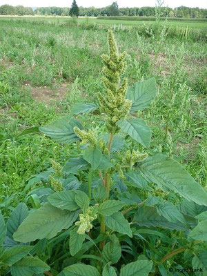 Amaranthus spec. / Amaranth-Arten