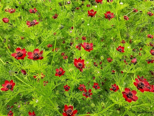Adonis flammea - Flammen-Adonisröschen    V-VII