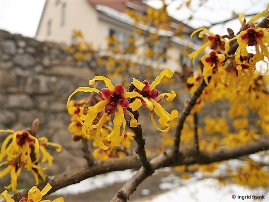 Hamamelis x intermedia / Hybrid-Zaubernu