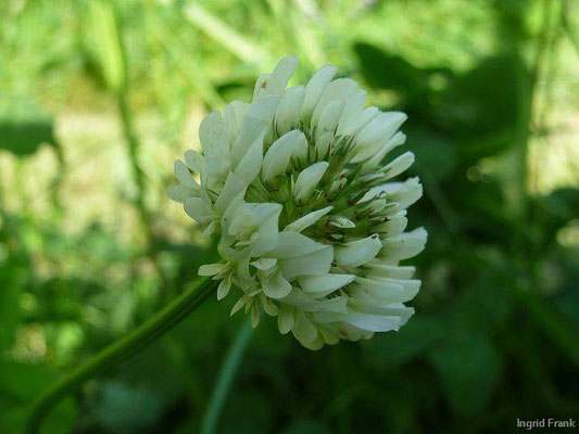 Trifolium repens / Weiß-Klee    V-IX