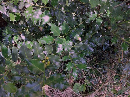 Ilex aquifolium / Europäische Stechpalme    (11.08.2023; Heidelberg, Philosophenweg, Moltkehütte)