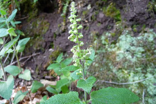 Teucrium scorodonia / Salbei-Gamander    (04.07.2010)