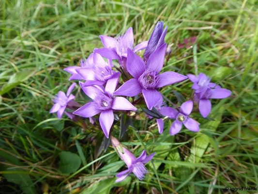 Gentianella spec. (220 Arten)