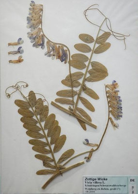 Vicia villosa / Zottel-Wicke  (08/2004; Köndringen/Schwarzwaldvorberge, Weinberg zwischen Reben, angesät? (Herbarium Dr. Wolf von Thun) 