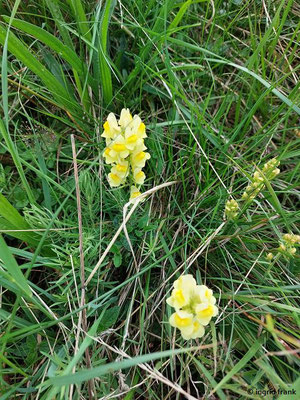 Linaria vulgaris / Gewöhnliches Leinkraut    (08.08.2023; Beutenlay bei Münsingen)