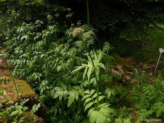 Valeriana excelsa ssp. sambucifolia / Holunderblättriger Kriechbaldrian (08.05.2018; Botanischer Garten Dresden)