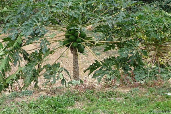 Carica papaya / Papaya, Melonenbaum