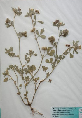 Medicago minima / Zwerg-Schneckenklee    (05/2006; Vogtsburg, Kaiserstuhl)  (Herbarium Dr. Wolf v. Thun)