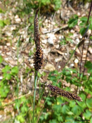 Carex flacca / Blaugrüne Segge    (01.06.2019; Lochmoos, Altdorfer Wald)