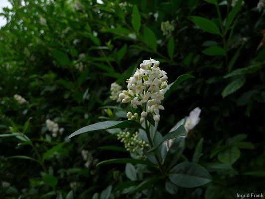 Ligustrum spec. (40 Arten)