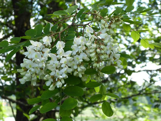 Robinia pseudoacacia / Gewöhnliche Robinie  
