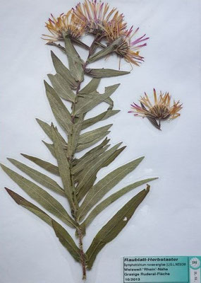 Symphyotrichum novae-angliae / Neuengland-Herbstaster   IX-XI    (Herbarium Dr. Wolf von Thun)