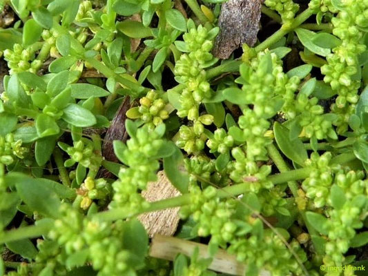Herniaria glabra / Kahles Bruchkraut