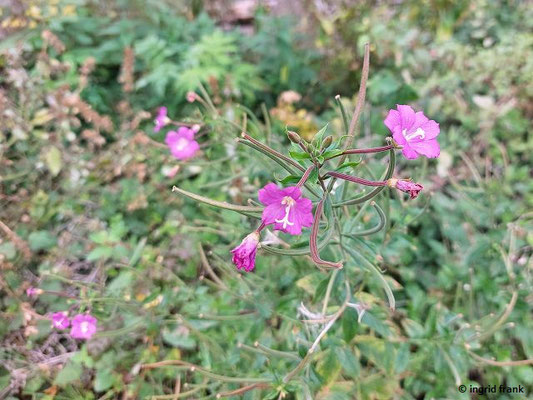Epilobium hirsutum / Zottiges Weidenröschen