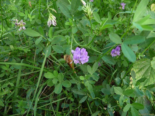 Medicago x varia / Bastard-Luzerne     VI-VIII