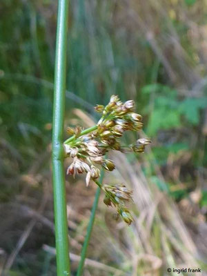 Platz 53: Flatter-Binse / Juncus effusus   (nachgewiesen in 1094 der 1161 Kartierquadranten)