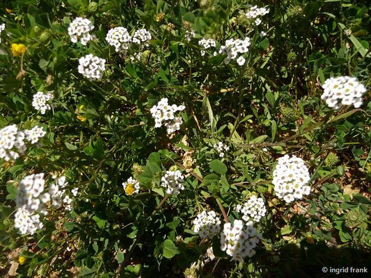 Lobularia maritima / Strandkresse, Strand-Silberkraut    (27.04.2016; Italien, Insel Elba)
