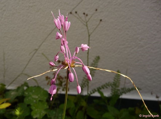 Allium carinatum / Gekielter Lauch