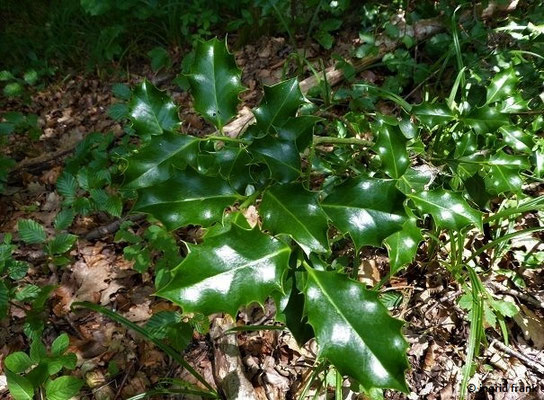 Ilex aquifolium / Europäische Stechpalme    V-VI