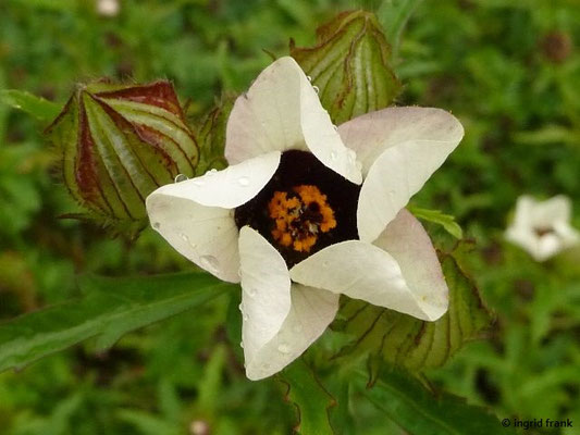 Hibiscus trionum - Stundeneibisch (Botanischer Garten Universität Heidelberg)