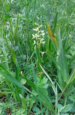 Platanthera bifolia / Weiße Waldhyazinthe  (03.06.2025; NSG Haarberg - Wasserberg)
