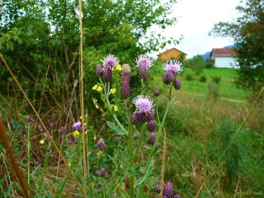 Cirsium arvense / Acker-Kratzdistel    (13.08.2010; Kräutergarten Artemisia bei Stiefenhofen)