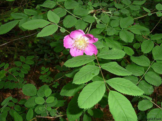 Rosa pendulina / Alpen-Rose; Baden-Württemberg gefährdet; Deutschland ungefährdet