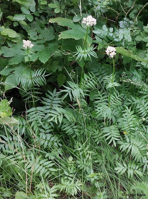 Valeriana officinalis / Arznei-Baldrian