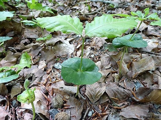 Fagus sylvestris / Gewöhnliche Buche, Rot-Buche    IV-V