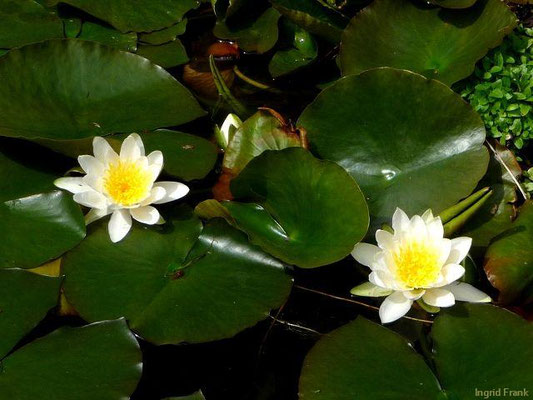 Nymphaea spec. (40 Arten)