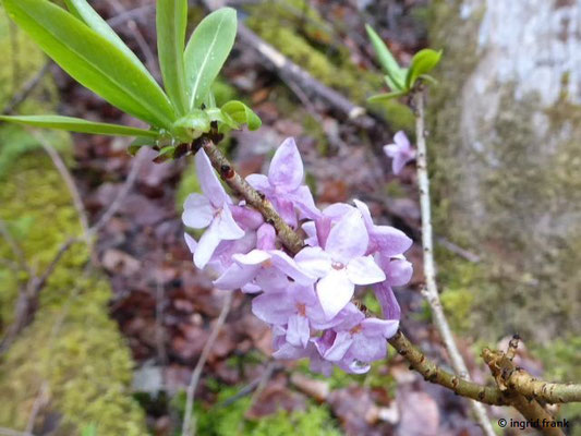 Daphne mezereum / Gewöhnlicher Seidelbast (09.04.2019; Knopfmacherfels)