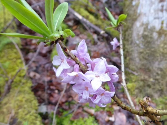 Daphne mezereum / Gewöhnlicher Seidelbast (09.04.2019; Knopfmacherfels)