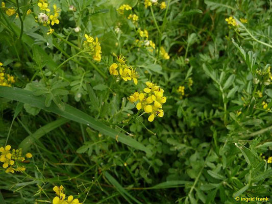 Rorippa sylvestris / Wilde Sumpfkresse