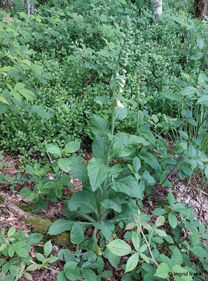 Digitalis grandiflora / Großblütiger Fingerhut  (05.06.2025; Schopflocher Moor)