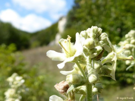 Verbascum lychnitis / Mehlige Königskerze    VI-VIII