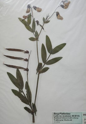 Lathyrus niger / Schwarze Platterbse     (Herbarium Dr. Wolf von Thun)