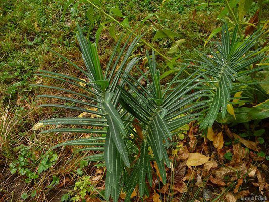 13.10.2011-Euphorbia lathyris - Kreuzblättrige Wolfsmilch