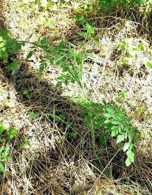 Daucus carota / Wilde Möhre