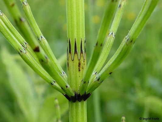 Equisetum palustre / Sumpf-Schachtelhalm