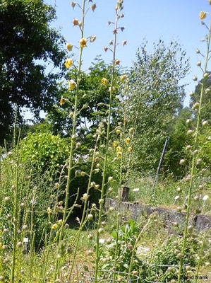 Verbascum blattaria / Schaben-Königskerze  (20.06.2022; Botanischer Garten der Universität Konstanz)