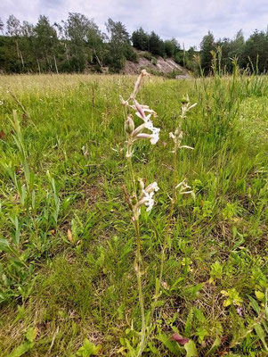 Silene nutans / Nickendes Leimkraut  (08.06.2024; NSG Annaberg)