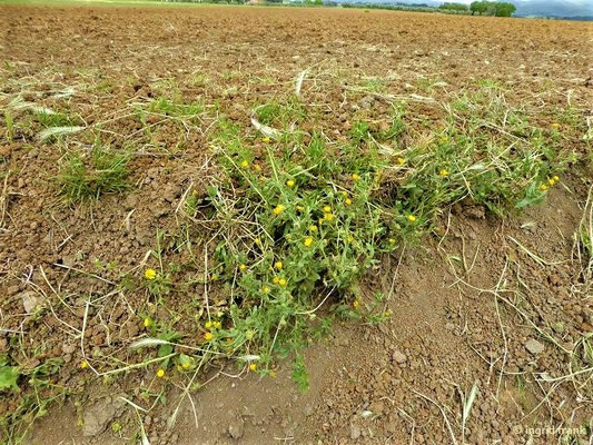 Calendula arvensis / Acker-Ringelblume     (03.05.2019; Italien, Toskana, bei Bibbona)