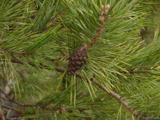 Waldkiefer, Föhre / Pinus sylvestris
