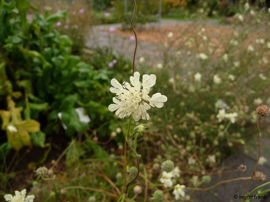 Scabiosa ochroleuca / Gelbe Skabiose    VII-X